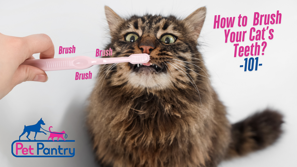 Tackle Bad Cat Breath: Step-by-Step Toothbrushing Tips for Cat Parents