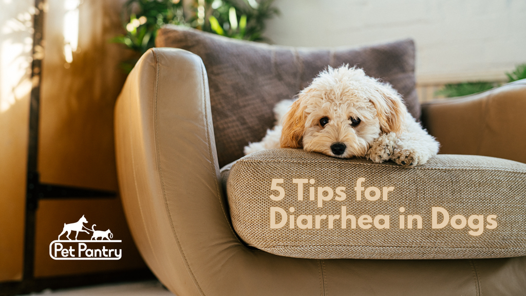 5 Tips for Treating Diarrhea in Dogs at Home