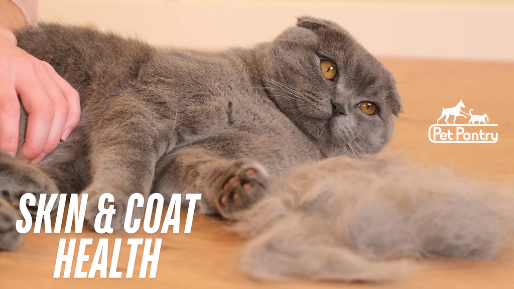 How to Improve Your Cat’s Skin and Coat Health