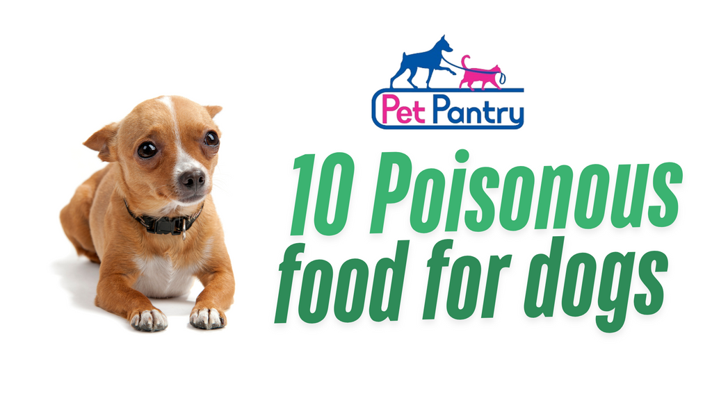 10 Common Household Items That Are Poisonous to Dogs