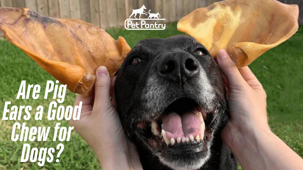 Are Pig Ears a Good Chew for Dogs?