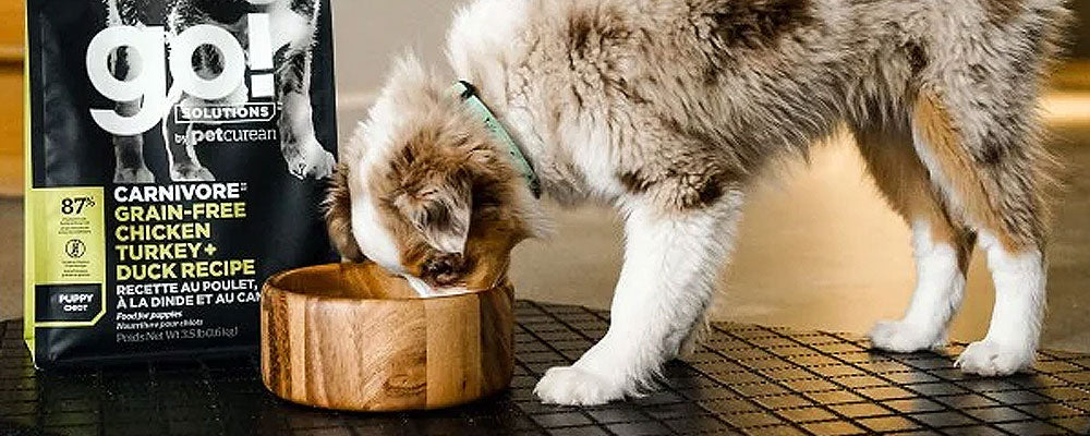 How To Create A Puppy Schdule