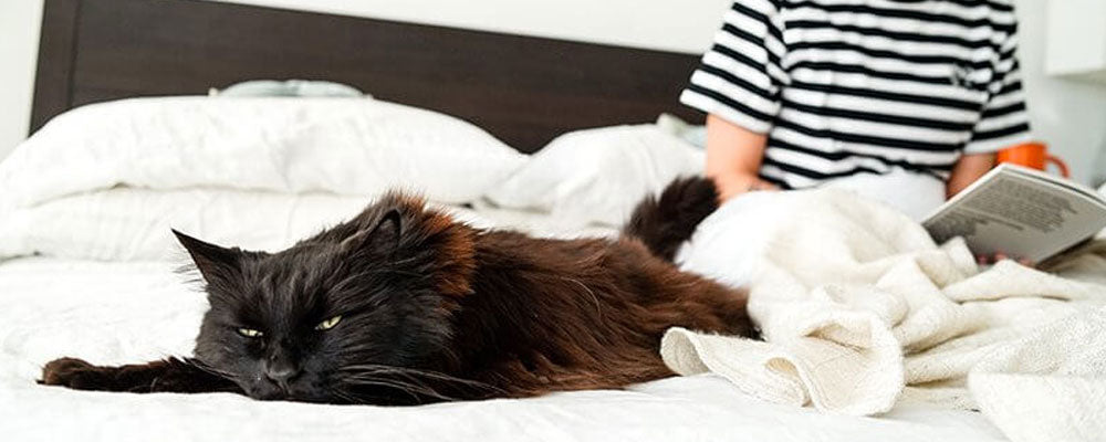 Cat Allergies and Intolerances