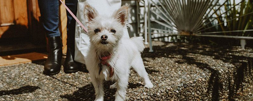 Dietary Fiber in Pet Food