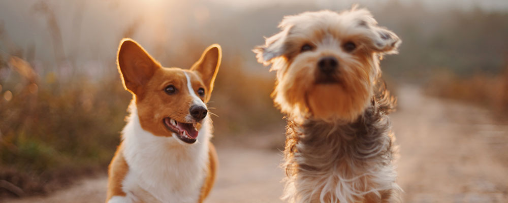 Best Way to Transition Pets to New Foods