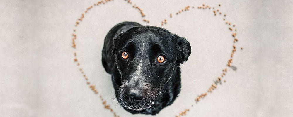 Vitamins are Essential in Pet Food