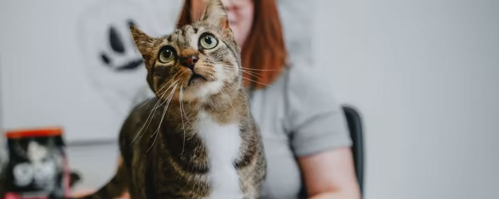 Pancreatitis in Cats