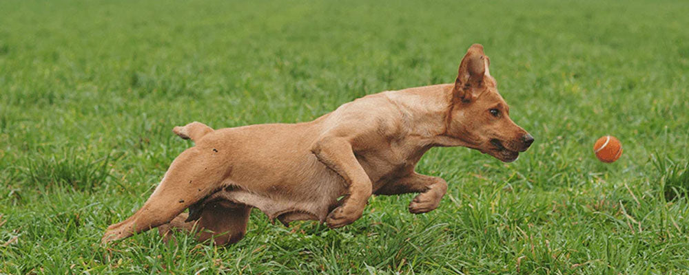 Joint Health in Dogs
