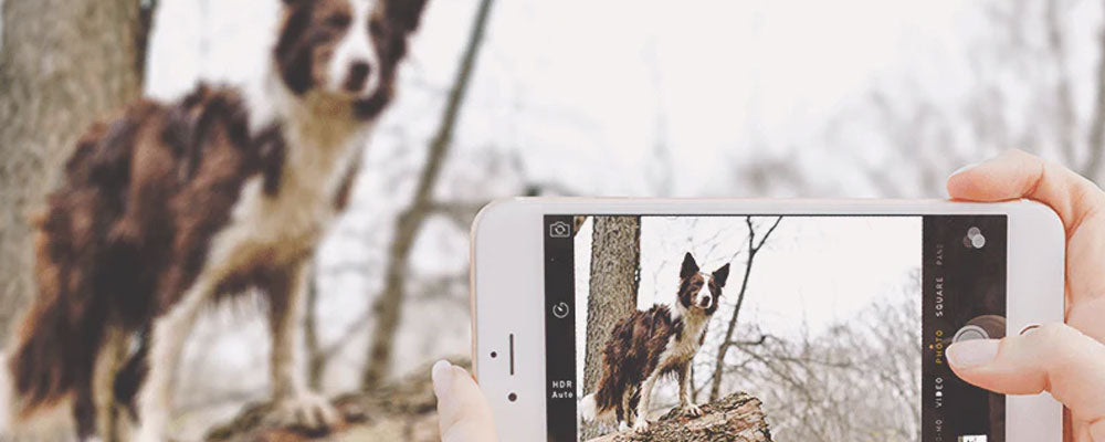 How To Take a Good Pet Photo